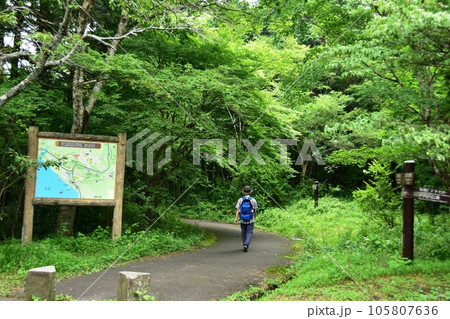 箱根町　白百合台園地野鳥の森入口と深緑に覆われた散策路 105807636