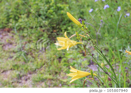 夏の八千穂高原花木園 105807940