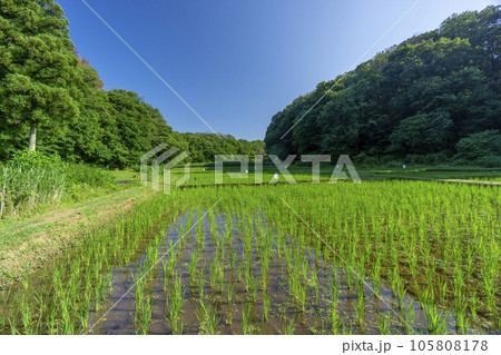 狭山丘陵内の岸たんぼ 田植え後の田んぼ 狭山丘陵内の岸たんぼ 田植え後の田んぼ 105808178