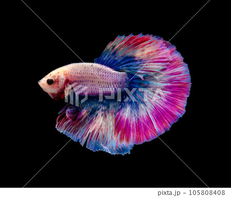 Multicolor half moon Betta splendens fish (Siamese fighting fish) on black background. Multicolor half moon Betta splendens fish (Siamese fighting fish) on black background. 105808408