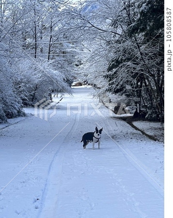 雪の中を犬が歩いている 105808587