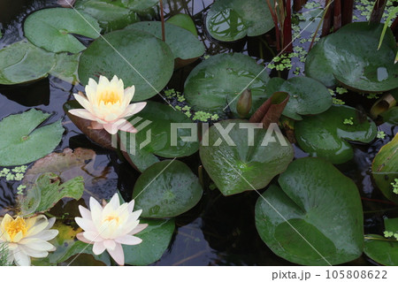 Pygmy water lily flower plant on pot in farm Pygmy water lily flower plant on pot in farm 105808622