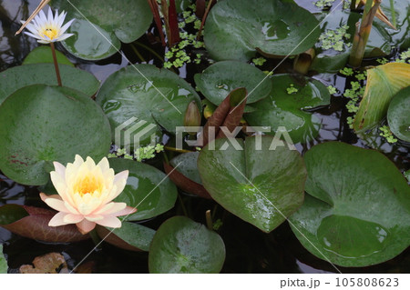 Pygmy water lily flower plant on pot in farm 105808623