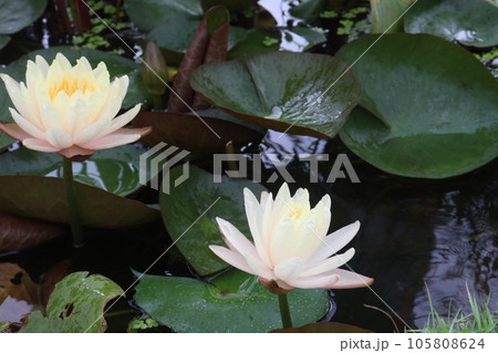 Pygmy water lily flower plant on pot in farm 105808624