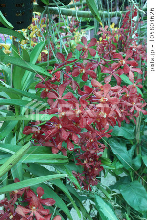 Vanda flower plant on farm 105808626