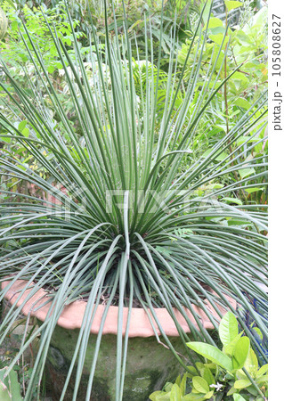 Agave geminiflora tree plant on pot in farm 105808627