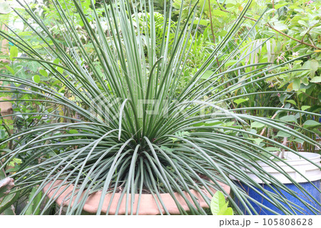 Agave geminiflora tree plant on pot in farm 105808628