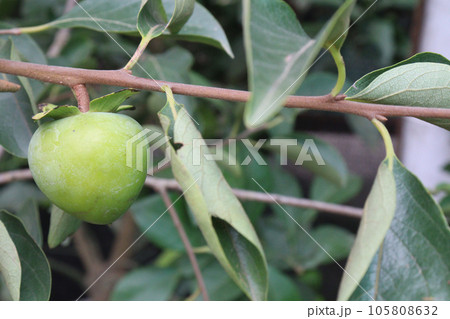 raw persimmon on tree in farm raw persimmon on tree in farm 105808632