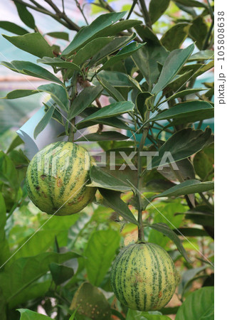 Variegated pink lemon fruit on tree in farm Variegated pink lemon fruit on tree in farm 105808638