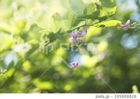 東京 神代植物公園 初秋に咲く彩り豊かな萩の花【花・植物】 東京 神代植物公園 初秋に咲く彩り豊かな萩の花【花・植物】 105808826