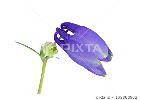 【セイヨウオダマキ】 (深度合成) 105808932