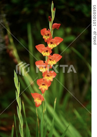 オレンジのグラジオラスの花 105808995