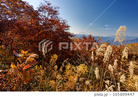 紅葉の陣馬山から見る富士山 105809447
