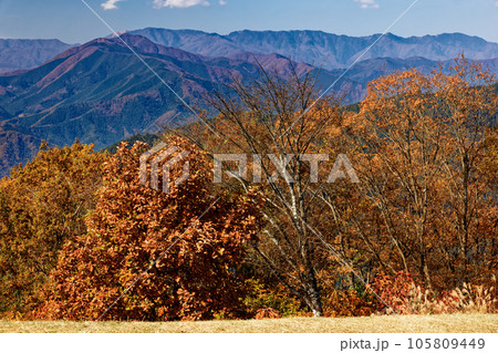 紅葉の陣馬山から見る権現山と大菩薩連嶺 105809449
