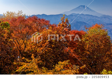 紅葉の陣馬山から見る富士山 105809453