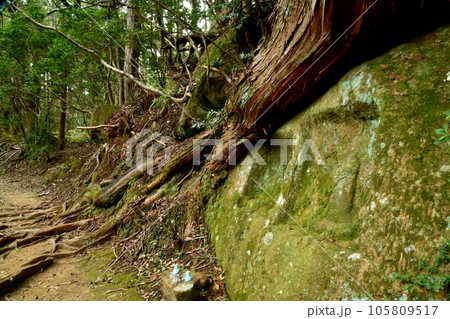 鼻欠け地蔵(大日越え)　【和歌山県田辺市本宮町】 105809517