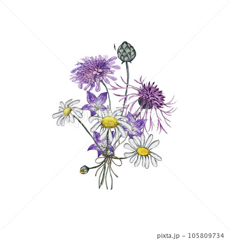 Summer bouquet of chamomile, korostavnik, cornflower and bluebell flower. Watercolor illustrations 105809734