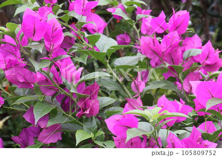 Bougainvillea spectabilis flower plant on nursery 105809752