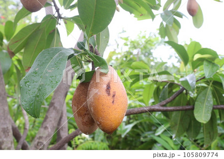 tasty and healthy Sapodilla on tree in farm 105809774