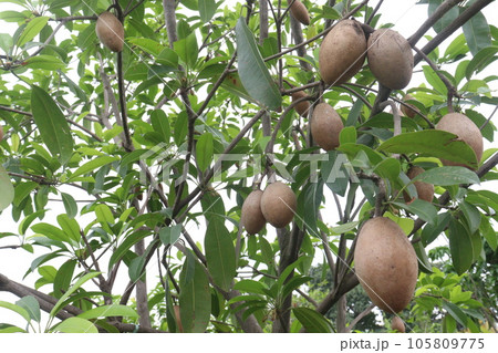 tasty and healthy Sapodilla on tree in farm 105809775