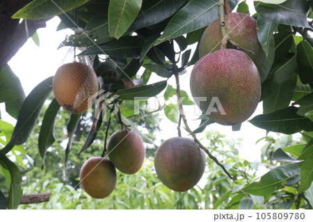 mango on tree in farm for harvest 105809780