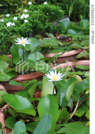 Pygmy water lily flower plant on pot in farm Pygmy water lily flower plant on pot in farm 105809829