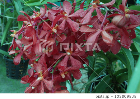 Vanda flower plant on farm 105809838