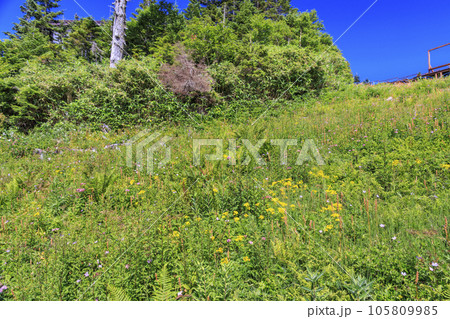 夏の高山植物満開の東館山高山植物園 夏の高山植物満開の東館山高山植物園 105809985
