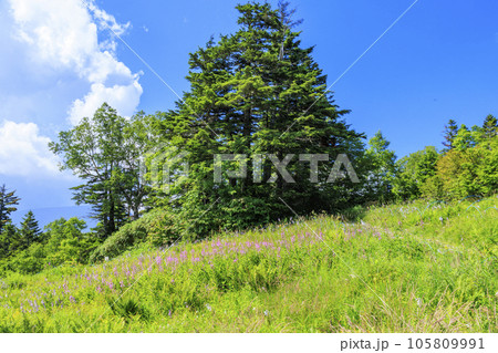 夏の高山植物満開の東館山高山植物園 夏の高山植物満開の東館山高山植物園 105809991