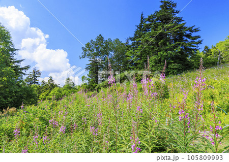 夏の高山植物満開の東館山高山植物園 105809993