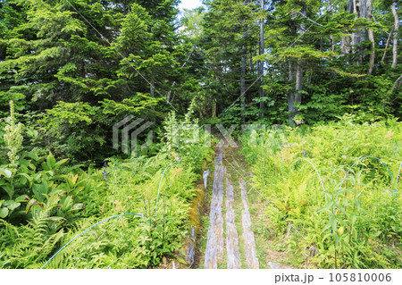夏の高山植物満開の東館山高山植物園 105810006