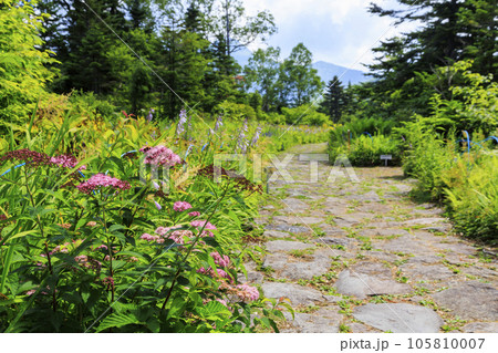 夏の高山植物満開の東館山高山植物園 夏の高山植物満開の東館山高山植物園 105810007