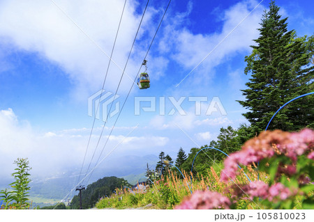 夏の高山植物満開の東館山高山植物園 夏の高山植物満開の東館山高山植物園 105810023