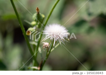 Sow Thistle common weeds in Nebraska with yellow flowers  105810043