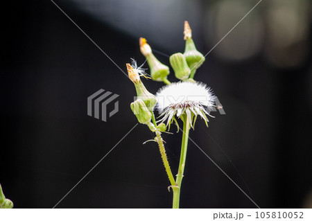 Sow Thistle common weeds in Nebraska with yellow flowers Sow Thistle common weeds in Nebraska with yellow flowers 105810052