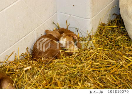 Nebraska State Fair in Grand Island Sheep in pens 2022 Nebraska State Fair in Grand Island Sheep in pens 2022 105810070