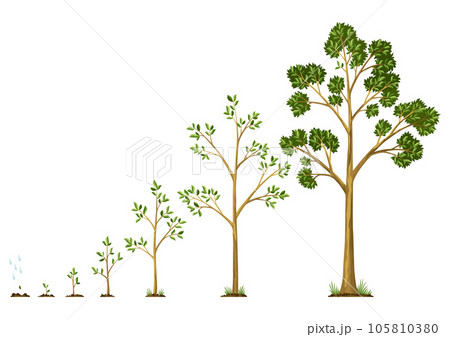 Stages growth of tree from seed. Watering the seeds from cloud rain. Collection of trees from small to large. Green tree with leaf growth steps. Illustration of business cycle development Stages growth of tree from seed. Watering the seeds from cloud rain. Collection of trees from small to large. Green tree with leaf growth steps. Illustration of business cycle development 105810380