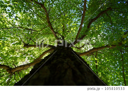 深い森の涼感・タイワンフウ 105810533