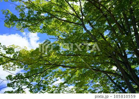 清々しい夏の大木の涼感 清々しい夏の大木の涼感 105810559