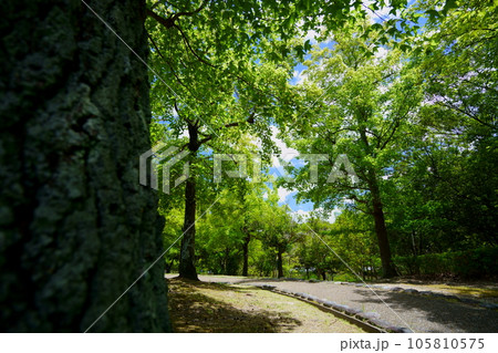 鹿ノ台中央公園・真夏の散歩道 105810575