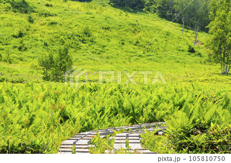 夏の志賀高原　田ノ原湿原 105810750