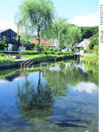 静岡県　泉の里　湧水公園　7月 105810773
