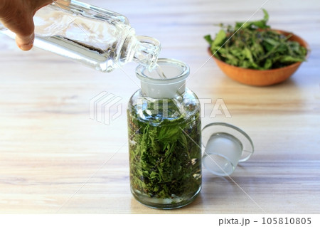 Making tincture from dried Scutellaria lateriflora, known as  blue skullcap or mad dog skullcap 105810805