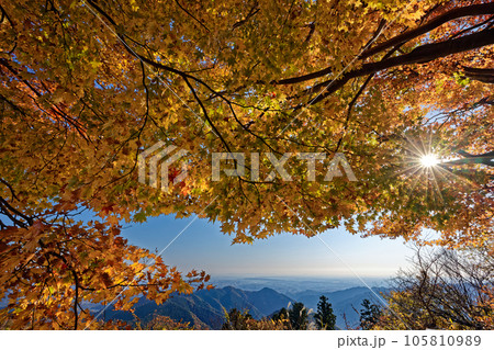 高尾山稜・景信山の紅葉と関東平野の眺め 105810989
