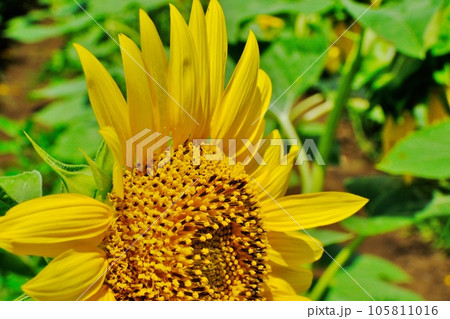ひまわり 東京都町田市 ひまわり 東京都町田市 105811016