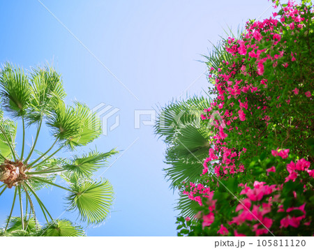初夏の青空に映える緑色の椰子の葉と赤いブーゲンビリアの花 初夏の青空に映える緑色の椰子の葉と赤いブーゲンビリアの花 105811120
