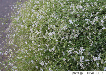 Field Chickweed flower plant on farm Field Chickweed flower plant on farm 105811163