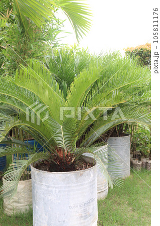 Sago palm tree plant on farm Sago palm tree plant on farm 105811176