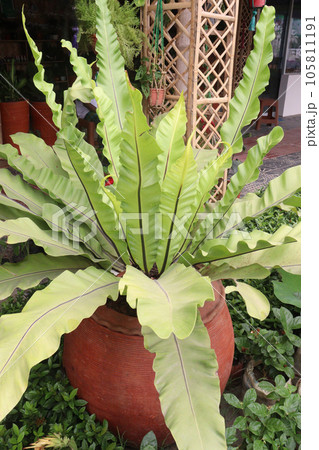 Asplenium nidus leaf plant also called Bird's-nest fern Asplenium nidus leaf plant also called Bird's-nest fern 105811191