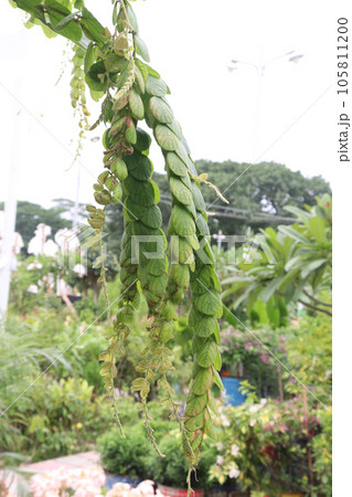 Phyllodium pulchellum flower plant on farm Phyllodium pulchellum flower plant on farm 105811200